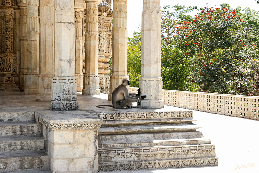 Ranakpur - Jain Tempelgelände
Die bedeutende Kultstätte erstreckt sich über eine Fläche von 3600 Quadratmeter.
In den Hanuman-Languren verkörpert sich nach der hinduistischen Mythologie der Affengott Hanuman, der heute zu den populärsten Hindu-Göttern gehört.
Schlüsselwörter: Indien, Ranakpur