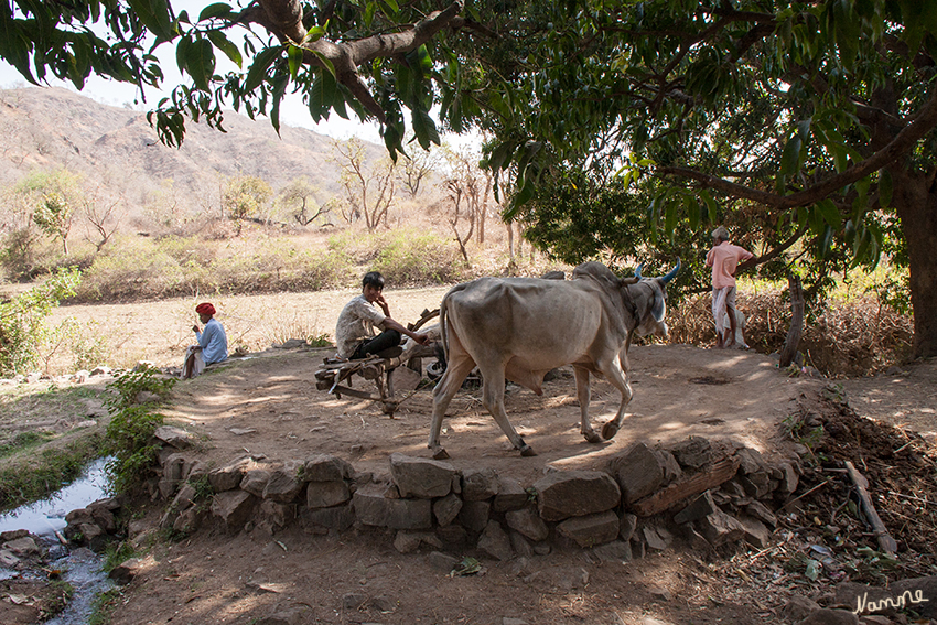 Unterwegs
Einen kurzen Stopp machten wir um uns anzusehen, wie die Bauern auf der Hochebene ihre Felder bewässerten. 
Vieles wird noch in "Handarbeit" erledigt. Schon recht junge Kinder helfen bei den Arbeiten.
Schlüsselwörter: Indien