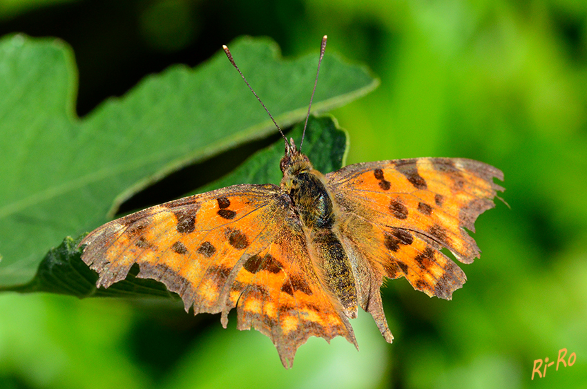 Landkärtchen
ist der einzige heimische Tagfalter, der von Generation zu Generation seine Farbe wechselt. Sie sind in Deutschland nicht gefährdet, aber auch nicht sehr häufig. (lt. bund-nrw-naturschutzstiftung.de)
