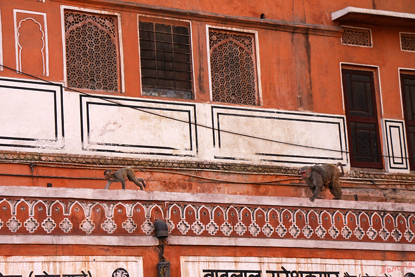 Jaipur - Affen
Mitten in der Stadt konnten wir auch Affen erleben.
Der Rhesusaffe (Macaca mulatta) ist eine Primatenart aus der Gattung der Makaken innerhalb der Familie der Meerkatzenverwandten. Das Fell des Rhesusaffen ist braun oder olivfarben, das haarlose Gesicht ist rosa oder rötlich gefärbt.
laut Wikipedia
Übrigens gibt es eine Filmserie über eine "Affenbande" in Jaipur
Schlüsselwörter: Indien, Jaipur, Fahrradrikscha, Affen