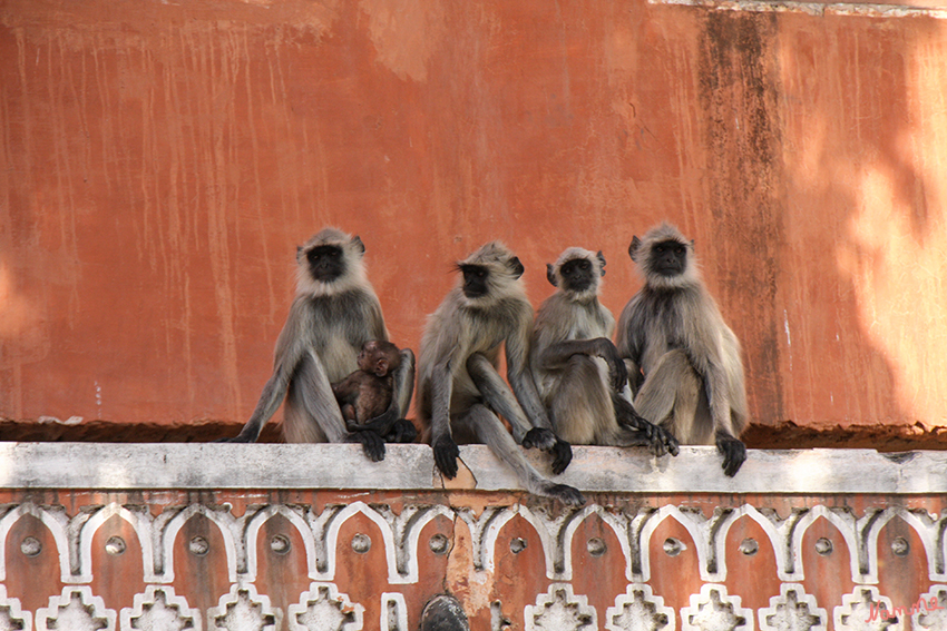 Jaipur - Affen
Mitten in der Stadt konnten wir auch Affen erleben.
Die Hanuman-Languren, auch als Hulmane, Graue oder Indische Languren bezeichnet, sind eine Primatengattung aus der Gruppe der Schlankaffen innerhalb der Familie der Meerkatzenverwandten. Sie zählen als Kulturfolger und heilige Tiere zu den bekanntesten Affenarten Indiens. Benannt sind sie nach Hanuman, einem indischen Gott in Affengestalt. 
laut Wikipedia
Schlüsselwörter: Indien, Jaipur, Fahrradrikscha, Affen