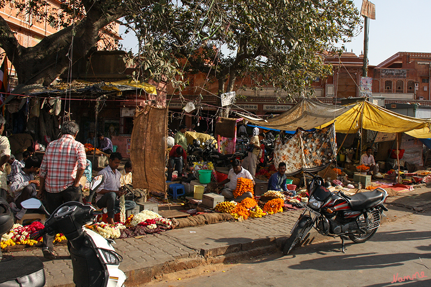 Jaipur - Fahrradrikschatour
Durch die Altstadt mit einer Rikscha-Fahrt, die uns die alten Straßen ganz anders erleben lies. Vorbei am Blumenmarkt.
Schlüsselwörter: Indien, Jaipur, Fahrradrikscha