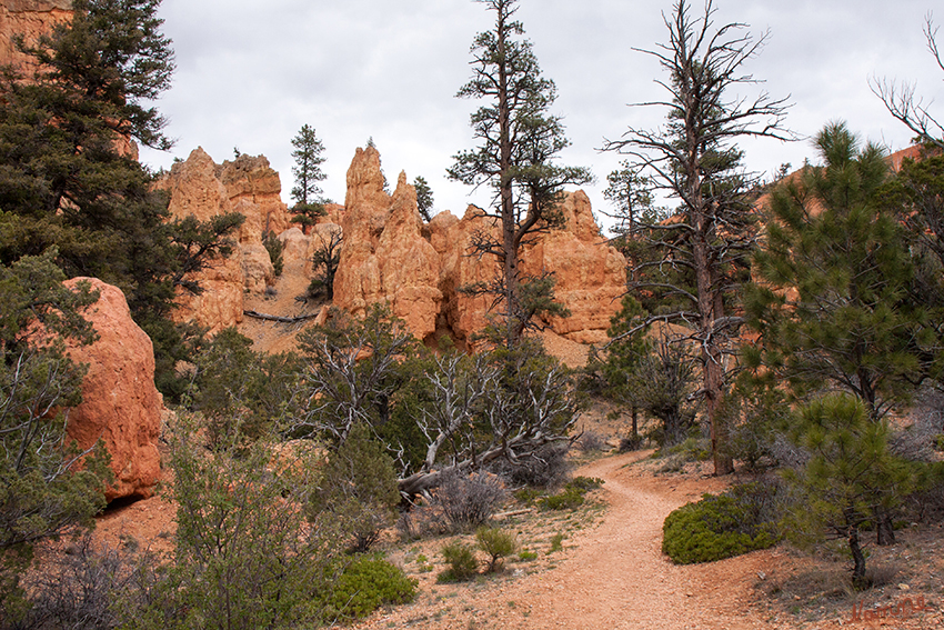 Red Canyon
Der Red Canyon befindet sich etwa 15 km nordwestlich vom Bryce-Canyon-Nationalpark und liegt auf dem Colorado-Plateau am südöstlichen Rand des Paunsaugunt-Plateaus. Im Gegensatz zum Nationalpark betritt man den Red Canyon vom Talboden aus, während der Bryce Canyon vom Hochplateau aus erreicht wird.
laut Wikipedia
Schlüsselwörter: Amerika Red Canyon