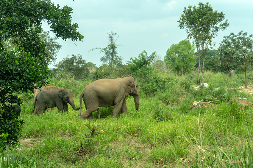 Am Straßenrand
Auf dem Rückweg zu unserem Hotel bemerkten wir diese Elefanten am Straßenrand, weg von den NP. Unser Busfahrer setzte vorsichtig zurück damit jeder sein Foto bekam. Da ein großer Bulle dabei war stieg keiner aus.
Schlüsselwörter: Sri Lanka,  Elefanten