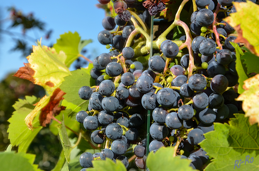Gespiegelt
Trauben gehören botanisch gesehen zu den Beeren. Tafel- und Weintrauben sind die Früchte der Weinrebe, einer sommergrünen Kletterpflanze.
Sie enthalten zudem Fruchtsäuren (vor allem Wein- und Apfelsäure).In ihnen steckt auch Vitamin B6 und Folsäure.
(lt. Obst- u. Gemüselexikon apotheken-umschau.de)


