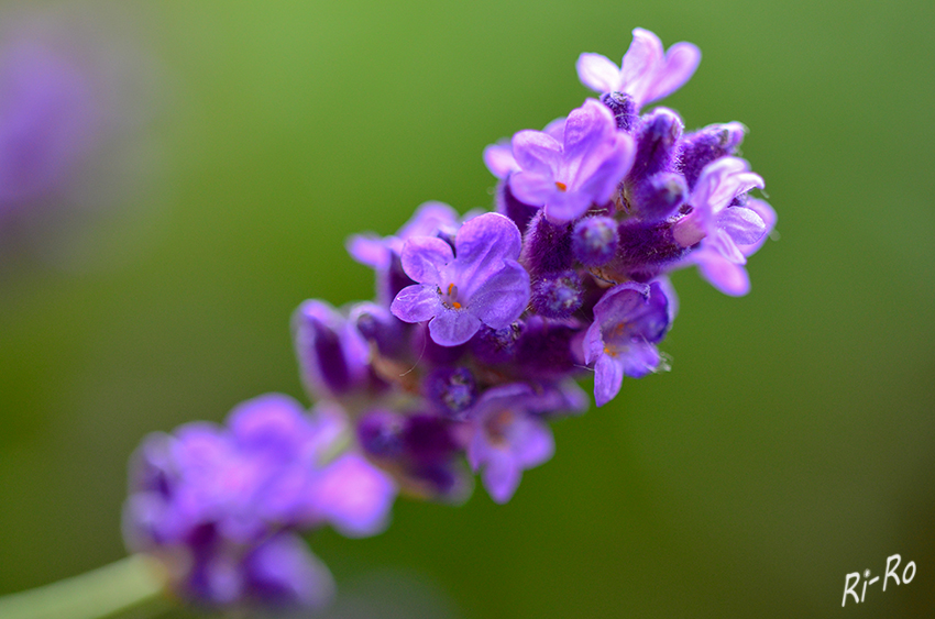 Lavendelblüte
Der Echte Lavendel oder Schmalblättrige Lavendel ist eine Pflanzenart aus der Gattung Lavendel innerhalb der Familie der Lippenblütler. Sie findet hauptsächlich Verwendung als Zierpflanze oder zur Gewinnung von Duftstoffen, zudem wird der Echte Lavendel als Heilpflanze genutzt. (lt. Wikipedia)
18
