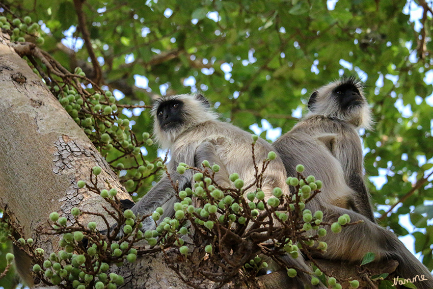 Ranthambhore-Nationalpark - Affen
Die Hanuman-Languren, auch als Hulmane, Graue oder Indische Languren bezeichnet (Semnopithecus), sind eine Primatengattung aus der Gruppe der Schlankaffen innerhalb der Familie der Meerkatzenverwandten (Cercopithecidae). Sie zählen als Kulturfolger und heilige Tiere zu den bekanntesten Affenarten Indiens. Benannt sind sie nach Hanuman, einem indischen Gott in Affengestalt. laut Wikipedia
Schlüsselwörter: Indien, Ranthambhore, Affen, Nationalpark