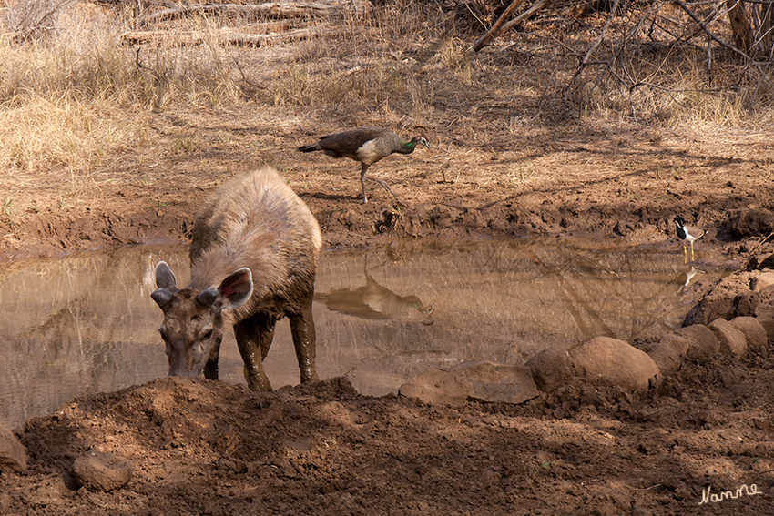 Ranthambhore-Nationalpark
Neben den Tigern leben jedoch noch viele andere Tierarten im Reservat und profitieren vom Schutz der Raubkatzen. Vierhornantilopen, Nilgauantilopen, Axishirsche, Sambarhirsche, Wildschweine, Indische Gazellen und Affen finden hier eine Heimat. Bedroht werden sie nur von den Raubtieren der Gegend. 
laut rajasthan-indien-reise
Schlüsselwörter: Indien, Ranthambhore, Tiger, Nationalpark