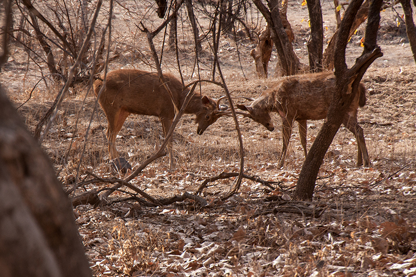 Ranthambhore-Nationalpark
1955 wurde das fast 400 km² große Ranthambore-Wildreservat durch die indische Regierung geschaffen. Früher war der Park das Jagdgebiet der Maharadschas von Jaipur. 
laut rajasthan-indien-reise
Schlüsselwörter: Indien, Ranthambhore, Tiger, Nationalpark