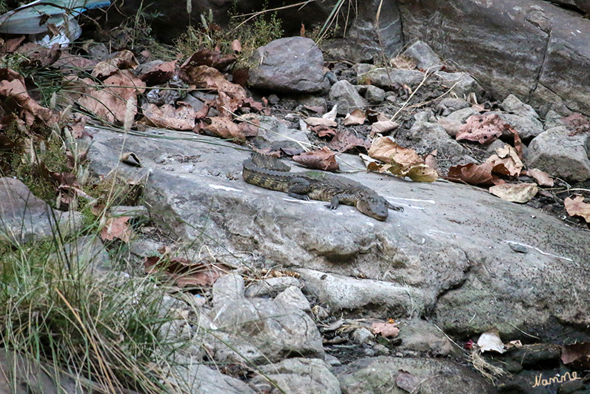 Ranthambhore-Nationalpark
Bei der Ausfahrt bekamen wir auch ein kleines Sumpfkrokodil zu sehen.
Schlüsselwörter: Indien, Ranthambhore, Tiger, Nationalpark
