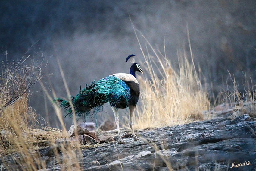 Ranthambhore-Nationalpark
Pfaue waren viel zu sehen und hielten sich nicht nur in Parks auf.
Schlüsselwörter: Indien, Ranthambhore, Tiger, Nationalpark