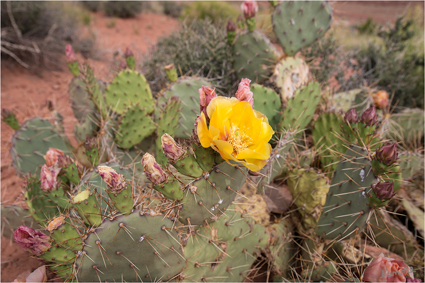 Kaktee
Im Frühjahr (Mai) blühen die Prickly Pear Kakteen und viele andere Blumen im Canyonlands NP.
Schlüsselwörter: Amerika Canyonlands Jeep