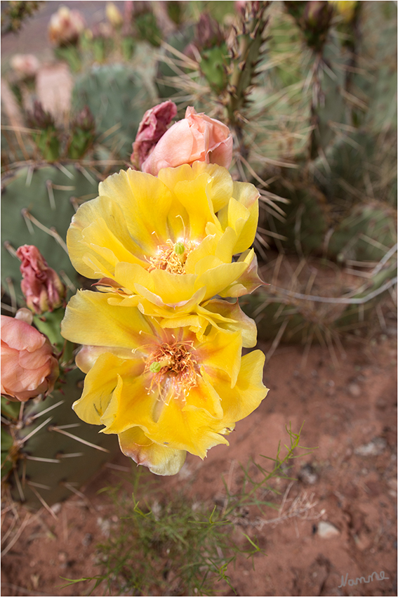 Kaktee
Im Frühjahr (Mai) blühen die Prickly Pear Kakteen und viele andere Blumen im Canyonlands NP.
Schlüsselwörter: Amerika Canyonlands Jeep
