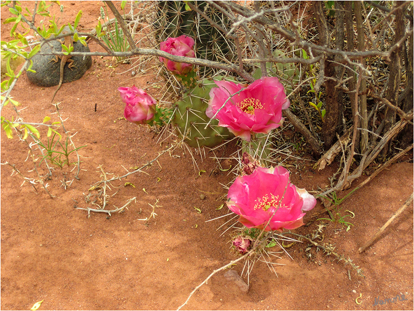 Kaktee
Im Frühjahr (Mai) blühen die Prickly Pear Kakteen und viele andere Blumen im Canyonlands NP.
Schlüsselwörter: Amerika Canyonlands Schlauchboot