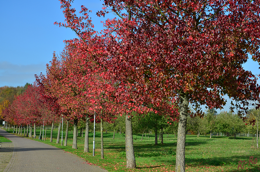 Wanderweg
im Herbst beeindruckt der Ahorn mit seiner leuchtend gelben bis orangefarbenen Laubfärbung, gelegentlich zeigt er auch karminrote Farbtöne. (lt. mein-schoener-garten)



Schlüsselwörter: Herbst; Blatt;