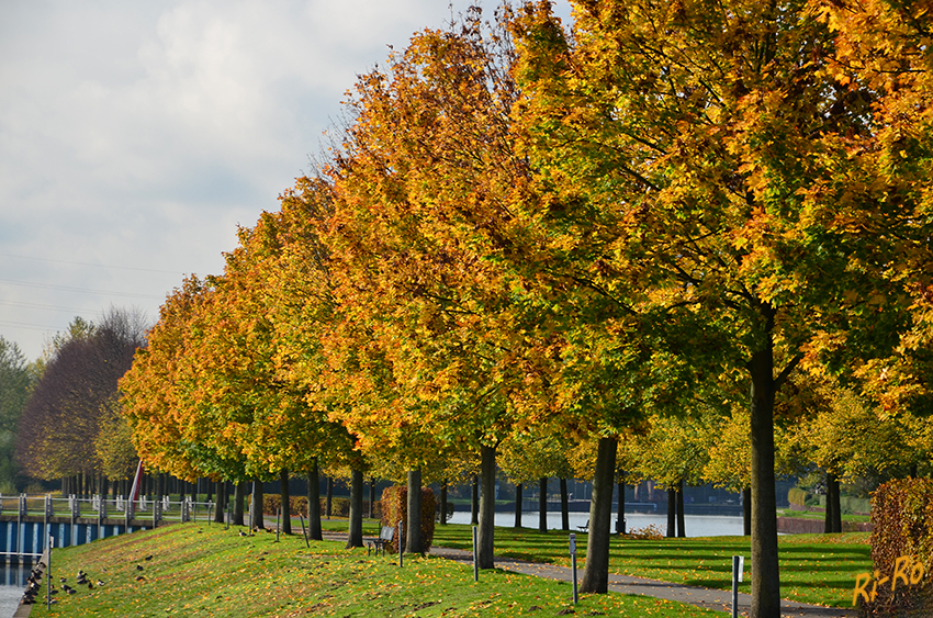 Allee
Herbstfarben im Park.
Schlüsselwörter: Herbst; Blatt;