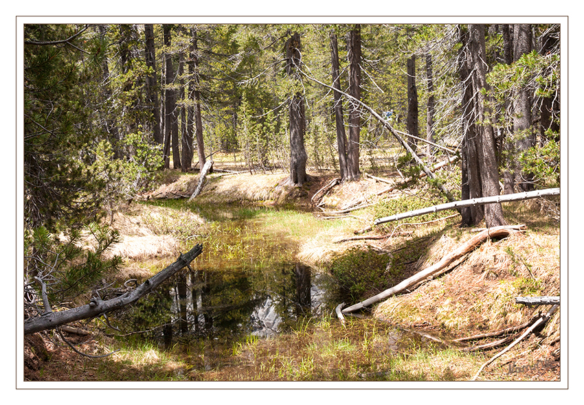 Yosemite NP
Weg zum Tenaya Lake
Schlüsselwörter: Amerika Yosemite NP Tenaya Lake