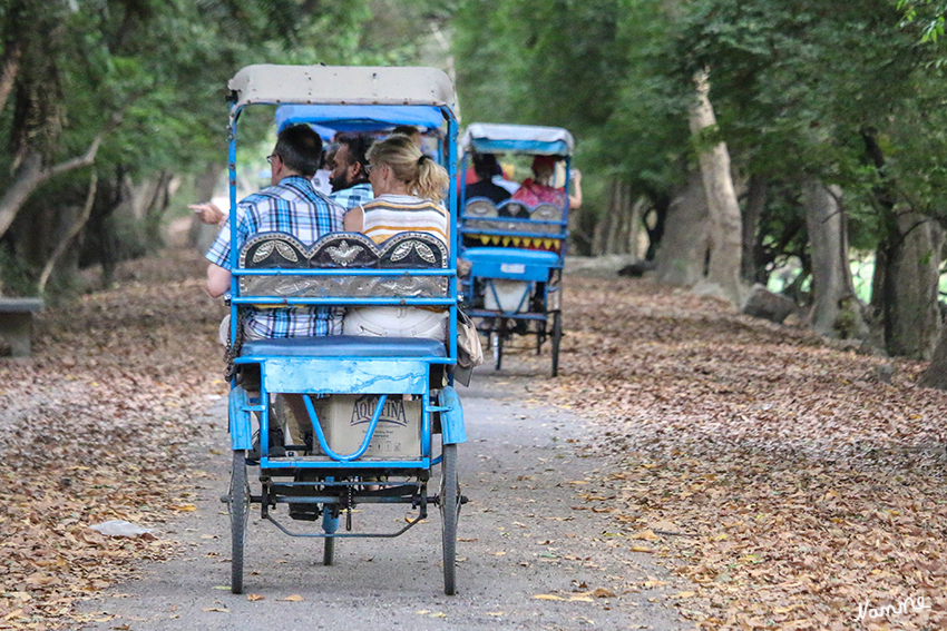 Bharatpur - Vogelschutzgebiet
Am Haupteingang kann man neben Fahrräder auch Fahrrad-Rikschas für Fahrten über festen Grund mieten. Die Rikscha-Fahrer zeigen ein reges Interesse an der Vogelwelt des Parkes und haben soviel Deutsch gelernt, um die unterschiedlichen Arten zu bestimmen. Ausserdem stand uns noch ein Ornithologe zu Verfügung. 
Schlüsselwörter: Indien, Bharatpur, Vogelschutzgebiet