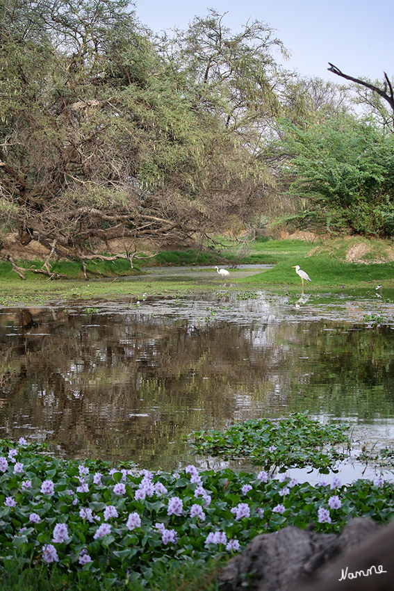 Bharatpur - Vogelschutzgebiet
Die meisten Zugvögel brüten in Zentralasien, Osteuropa und Sibirien während des Sommer. Aber diese Gebiete werden während des Winters eiskalt und unwirtlich, während auf dem indischen Boden die Sonne angenehm warm scheint und es überall genügend zu fressen gibt. Deshalb ziehen die Vögel zu Millionen hinunter durch die Flusstäler des Indus und des Brahmaputra zu beiden Seiten des Himalays. 
Jetzt waren sehr viele Vögel nicht mehr hier, wir waren aber über die Menge und den Park selber sehr begeistert.
Schlüsselwörter: Indien, Bharatpur, Vogelschutzgebiet