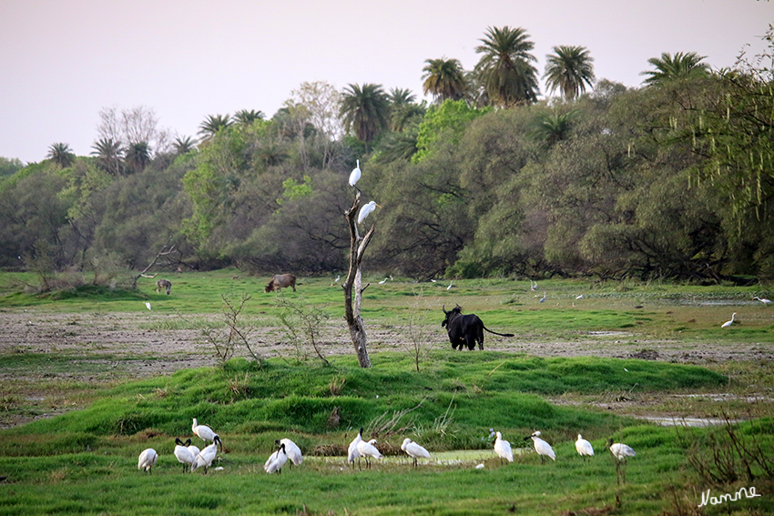 Bharatpur - Vogelschutzgebiet
Dieses Reservat liegt 370 Meter über dem Meeresspiegel. Etwas ein Drittel der 29 qkm Gesamtfläche besteht aus einem flachen Sumpfgebiet, in dem das Regenwasser nach den Monsunzeiten zurückgehalten wird.
Schlüsselwörter: Indien, Bharatpur, Vogelschutzgebiet