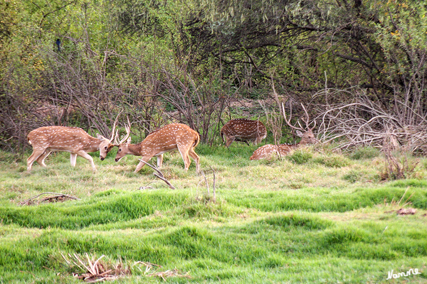 Bharatpur - Vogelschutzgebiet
Die Axishirsche (Axis) sind eine Gattung in Süd- und Südostasien lebender Hirsche (Cervidae). Axishirsche gehören zu den am lebhaftesten gezeichneten Hirschen weltweilt. Ihr Haarkleid weist ganzjährig weiße Flecken auf, die lebhaft mit dem leuchtend rotbraunen Haarkleid kontrastieren.
laut Wikipedia
Schlüsselwörter: Indien, Bharatpur, Vogelschutzgebiet