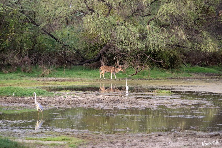 Bharatpur - Vogelschutzgebiet
Die Axishirsche (Axis) sind eine Gattung in Süd- und Südostasien lebender Hirsche (Cervidae). Axishirsche gehören zu den am lebhaftesten gezeichneten Hirschen weltweilt. Ihr Haarkleid weist ganzjährig weiße Flecken auf, die lebhaft mit dem leuchtend rotbraunen Haarkleid kontrastieren.
laut Wikipedia
Schlüsselwörter: Indien, Bharatpur, Vogelschutzgebiet