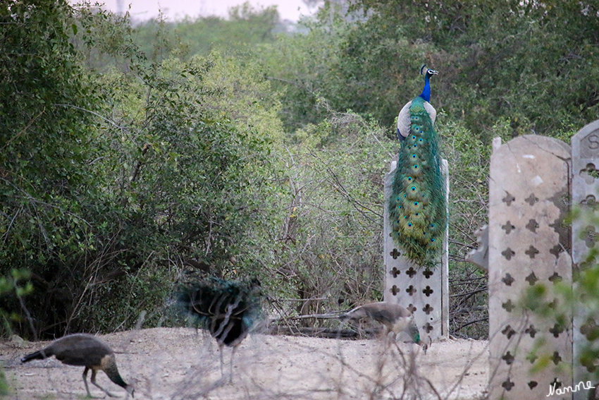 Bharatpur - Vogelschutzgebiet
Pfau, aufgrund ihres auffälligen Aussehens gelten vor allem die Männchen als die ältesten Ziervögel der Menschen. Bereits in den Sagen der griechischen Antike wurden sie erwähnt. Als standorttreue Vögel werden die ursprünglich in Indien und Sri Lanka beheimateten Tiere heute weltweit als Haustiere gehalten.
laut Wikipedia
Schlüsselwörter: Indien, Bharatpur, Vogelschutzgebiet