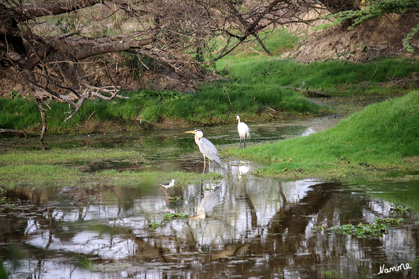 Bharatpur - Vogelschutzgebiet
Die Flora ist für diesen relativ kleinen Park ungewöhnlich artenreich. Dutzende verschiedene Grassorten sorgen für Material zum Nestbau und dienen den verschiedenen Vögeln und Säugetieren als Nahrungsmittel. Die Baumarten reichen von der dornigen Akazie und dem Babulbaum, der überwiegt, bis hin zu den Bäumen Ber, Khajur und Khejri.
laut rajasthan-indien-reise.de
Schlüsselwörter: Indien, Bharatpur, Vogelschutzgebiet