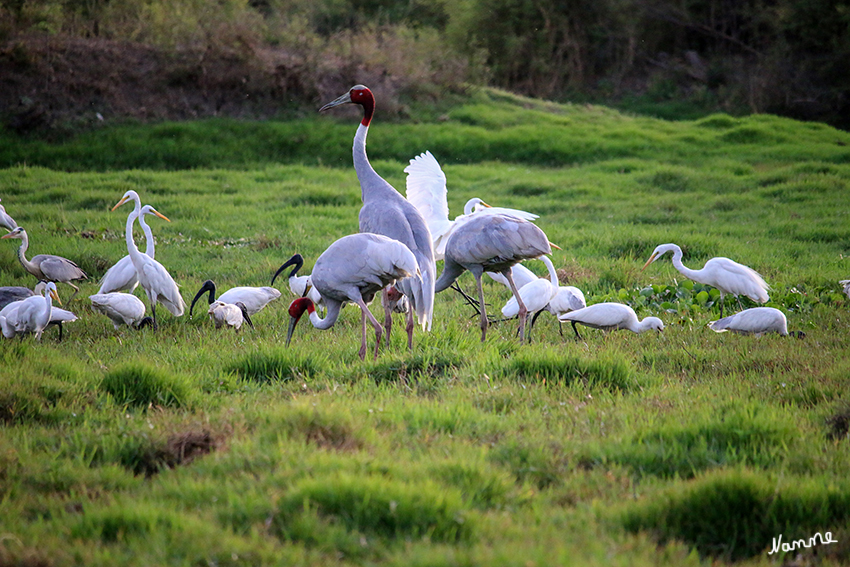 Bharatpur - Vogelschutzgebiet
Einheimischer Kranich - der prächtige graue Sarus, verehrt für seine lebenslängliche Treue. Während des Winters wird ihm jedoch vom zierlichen Demoiselle Kranich und dem gewöhnlich aussehenden Gemeinen Kranich Gesellschaft geleistet, die beide in großer Anzahl hierherkommen.
Der Saruskranich wird meistens 7 bis 8,5 kg schwer und 150 cm lang. Das Federkleid ist einheitlich grau gefärbt. . Nur die unbefiederte Haut am Kopf und am oberen Hals ist leuchtend rot. Die Lage der Ohren ist durch weiße Flecken an 
Schlüsselwörter: Indien, Bharatpur, Vogelschutzgebiet