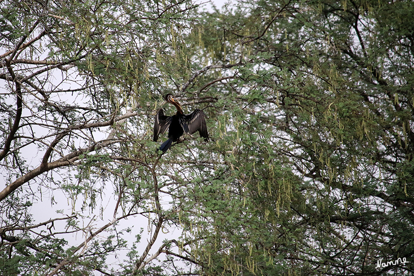 Bharatpur - Vogelschutzgebiet
Die Schlangenhalsvögel (Anhingidae, Anhinga) sind eine Familie und Gattung von Wasservögeln aus der Ordnung der Ruderfüßer. Sie sind enge Verwandte der Kormorane, denen sie manchmal zugeordnet werden. Benannt sind sie nach ihrem in Anpassung an die Jagd nach Fischen stark verlängerten Hals.
laut Wikipedia
Schlüsselwörter: Indien, Bharatpur, Vogelschutzgebiet