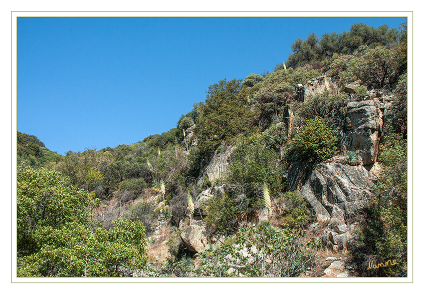 Sequoia and Kings Canyon Nationalpark
Yucca Point
Während im Sequoia-Nationalpark Klima sowie Vegetation subalpin bis alpin sind, findet man sich im benachbarten Kings Canyon unvermittelt in einem im Sommer heißen und trockenen Tal wieder, in welchem Wüstenpflanzen gedeihen. Die mäßigen Niederschläge fallen gleichmäßig auf das ganze Jahr verteilt.
laut Wikipedia
Schlüsselwörter: Amerika Sequoia and Kings Canyon