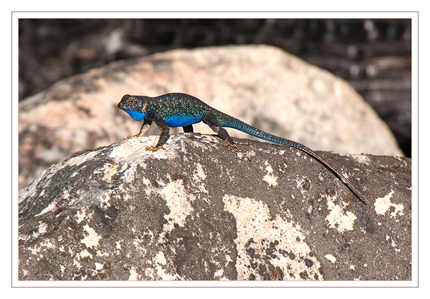 Blue Belly Lizard
Der Blue Belly Lizard (Blaue Bauch Eidechse) hat seinen Namen von den blauen Flecken entlang des Bauch- und Halsbereichs. Diese Färbung ist häufig bei erwachsenen Männchen anzutreffen.
Auch gerne Westliche Zauneidechse genannt.
Gehört der Gattung Sceloporus occidentalis an.
Schlüsselwörter: Amerika Eidechse Blue Belly Lizard Blaue Bauch Eidechse