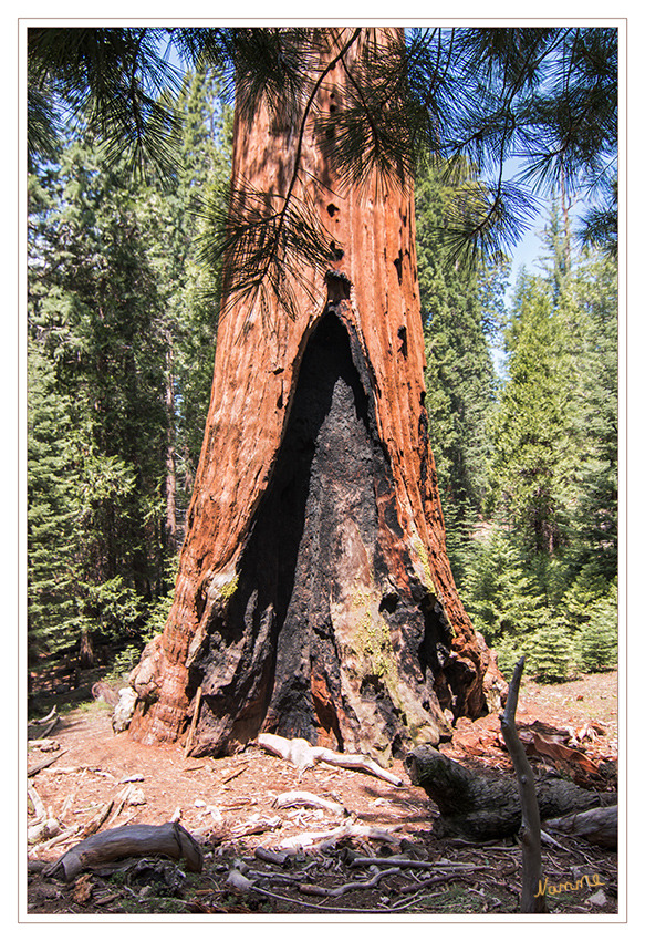 General Grant Grove
Die Mammutbäume überleben durch die harten Buschfeuer in Kalifornien. Die ca. 60 cm starke Rinde enthält kein Harz und ist daher für Feuer unangreifbar. Im Gegenteil, die Samen benötigen Temperaturen von mehr als 300° C bis sie aufplatzen. Der Mammutbaum setzt bei seiner Fortpflanzung auf das Feuer.
laut fragdienachbarn.org
Schlüsselwörter: Amerika Sequoia and Kings Canyon