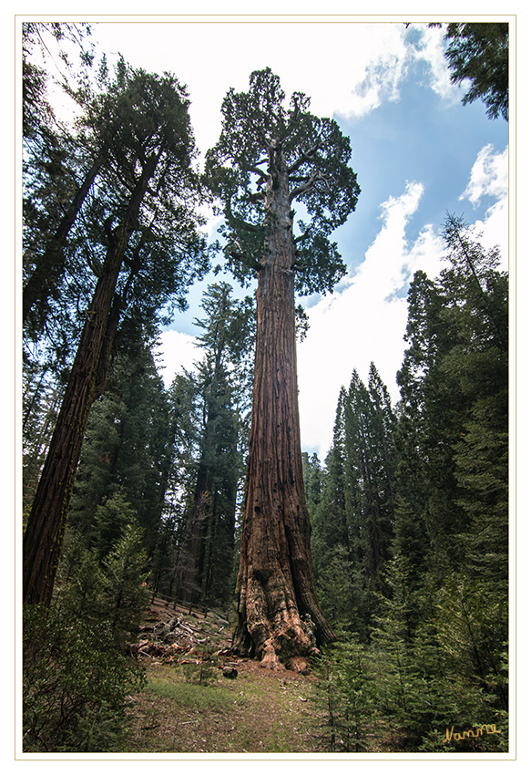 General Grant Grove
Der General Grant Tree ist der zweitgrößte lebende Baum der Erde. Er ist ein etwa 1500 bis 1900 Jahre alter Berg- oder Riesenmammutbaum (Sequoiadendron giganteum) und steht im Grant Grove des Kings Canyon National Parks.
Der Baum wurde 1862 von Joseph Hardin Thomas entdeckt und 1867 von Lucretia Baker nach dem Bürgerkriegsgeneral Ulysses S. Grant benannt, der später auch der 18. Präsident (1869–1877) der USA wurde.
laut Wikipedia
Schlüsselwörter: Amerika Sequoia and Kings Canyon