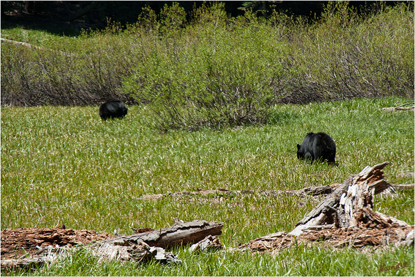 Sequoia Nationalpark
Am Parkeingang sind Hinweisschilder aufgestellt, die vor freilaufenden Bären, Schlangen und Pumas warnen. Nur ein paar Meilen später  hatten wir das Glück zwei wild lebenden Bären in genügend Abstand auf einer Wiese zu sehen.
Schlüsselwörter: Amerika Sequoia and Kings Canyon