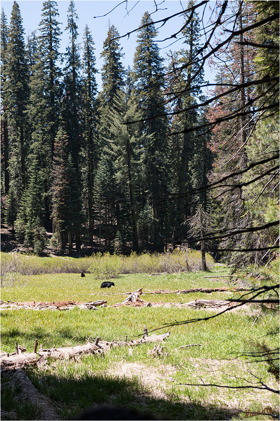 Sequoia Nationalpark
Am Parkeingang sind Hinweisschilder aufgestellt, die vor freilaufenden Bären, Schlangen und Pumas warnen. Nur ein paar Meilen später  hatten wir das Glück zwei wild lebenden Bären in genügend Abstand auf einer Wiese zu sehen.
Schlüsselwörter: Amerika Sequoia and Kings Canyon