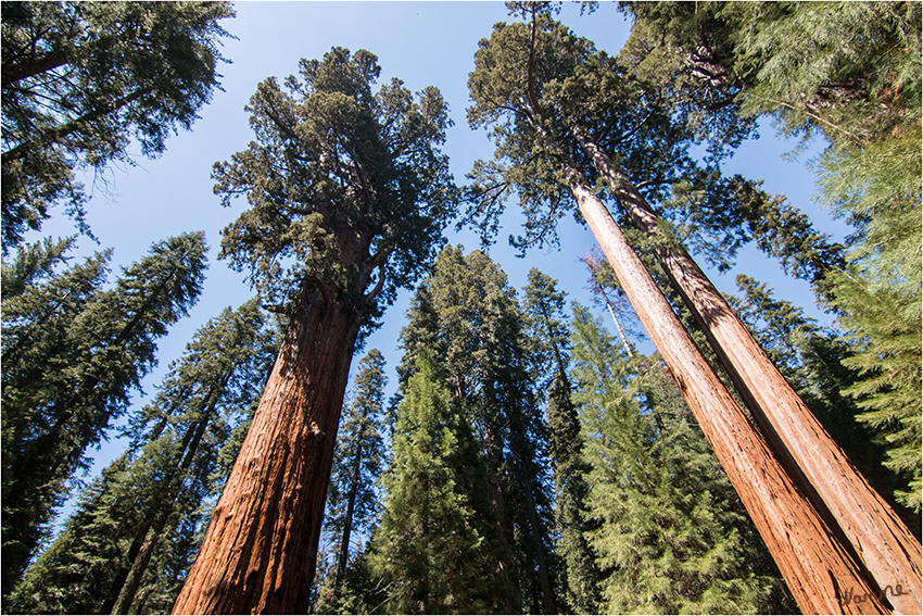 Sequoia Nationalpark
Im natürlichen Areal herrschen humide Klimaverhältnisse mit trockenen Sommern und schneereichen Wintern. Für das Gedeihen des Riesenmammutbaumes ist es wichtig, dass in den trockenen Sommermonaten ausreichend Wasser zur Verfügung steht. Riesenmammutbäume benötigen aber gut durchlüftete Böden, so dass staunasse Standorte gemieden werden.
laut Wikipedia
Schlüsselwörter: Amerika Sequoia and Kings Canyon