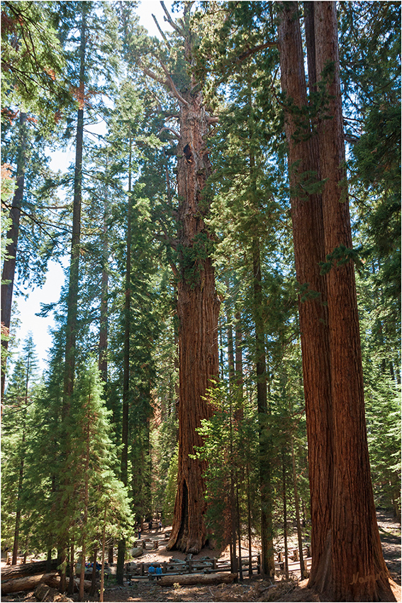 Sequoia Nationalpark
Der General Sherman Tree ist zwar nicht der höchste Baum der Erde, denn das ist mit einer Stammhöhe von 115,55 m der Küstenmammutbaum (Sequoia sempervirens) sondern der voluminöseste lebende Baum der Erde.
Das charakteristische Merkmal des General Sherman Tree mit einer Stammhöhe von 83,8 m und einem Brusthöhendurchmesser von 825 Zentimetern ist, dass er auch im weiteren Stammverlauf einen überdurchschnittlich großen Durchmesser aufweist, über die Gesamthöhe gemittelt knapp fünf Meter. 
laut Wikipedia
Schlüsselwörter: Amerika  Sequoia and Kings Canyon