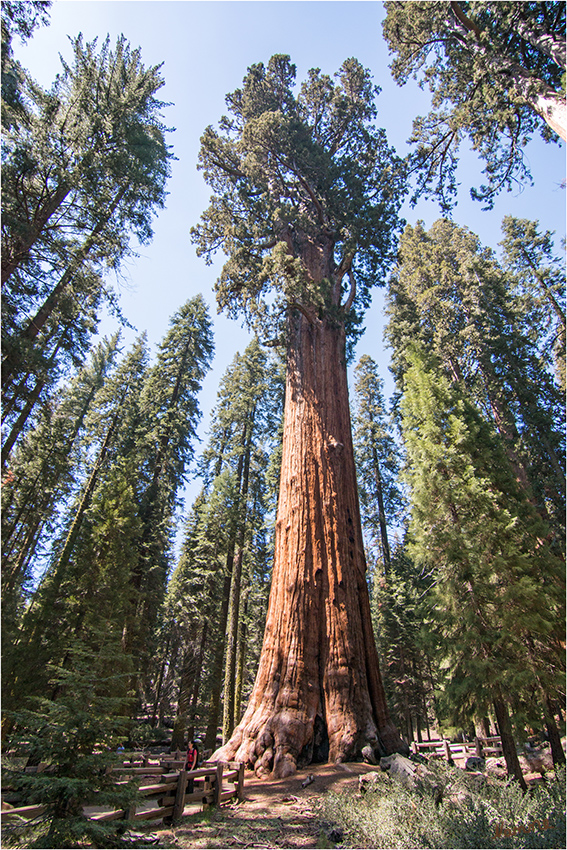 Sequoia Nationalpark 
Im Gigant Forest steht auch der bekannte Baum, der - General Sherman Tree -
Der General Sherman Tree ist der voluminöseste lebende Baum der Erde. Er ist ein Berg- oder Riesenmammutbaum (Sequoiadendron giganteum)
Schlüsselwörter: Amerika  Sequoia and Kings Canyon