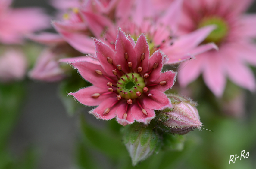 Steinbrech
die Gattung umfasst etwa 450 bis 480 Arten, die zum Teil sehr schwer zu unterscheiden sind. Der botanische Gattungsname Saxifraga ist abgeleitet über herba saxifraga und saxifragus von saxum für Stein und frangere für brechen. (lt. Wikipedia)
