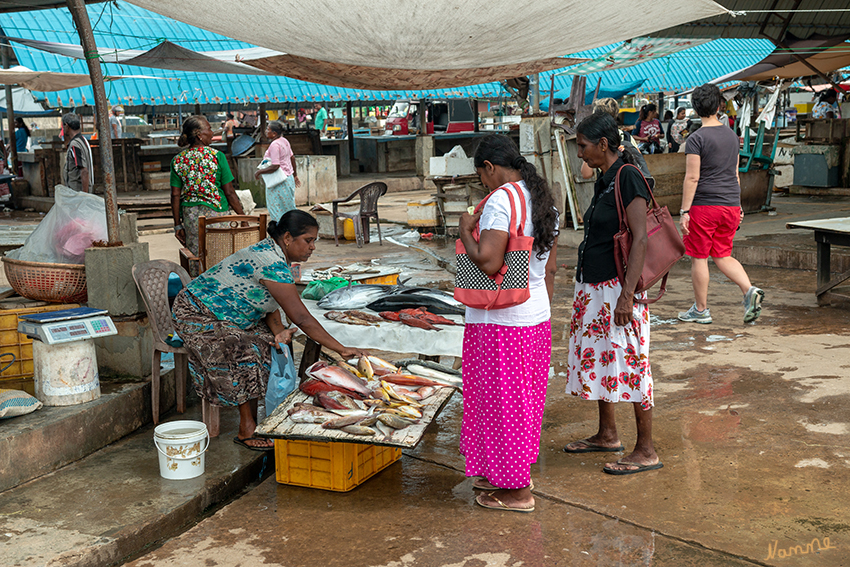 Negombo - Fischmarkt
Nicht der ganze Fang wird im eigentlichen Marktgebäude verkauft. Größere Fische wie Rochen, Haie und Thunfisch, werden außerhalb direkt auf dem Boden verkauft. Will ein Käufer nicht den ganzen Fisch, wird er mit Macheten in kleinere Stücke zerteilt. laut tip-reisen.de
Schlüsselwörter: Sri Lanka, Negombo