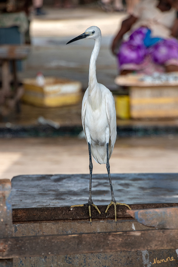 Negombo - Fischmarkt
Ein neugieriger Gast.
Schlüsselwörter: Sri Lanka, Negombo