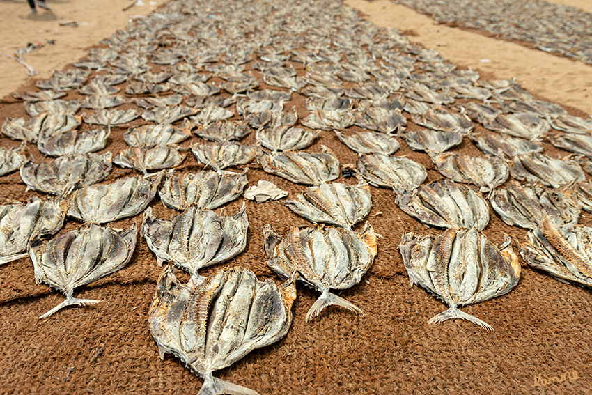Negombo - Fischmarkt
Ein beträchtlicher Teil der Fische wird auch am Strand an der Sonne getrocknet. Auf diese Weise konserviert wird er in viele Landesteile Sri Lankas geliefert. laut tip-reisen.de
Schlüsselwörter: Sri Lanka, Negombo