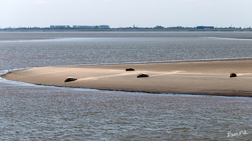 Seehundbänke
Bei Niedrigwasser fallen die Sandbänke trocken und werden von ganzen Seehund-Rudeln bevölkert, die sich hier von ihren Tauchgängen ausruhen.
Schlüsselwörter: Cuxhaven