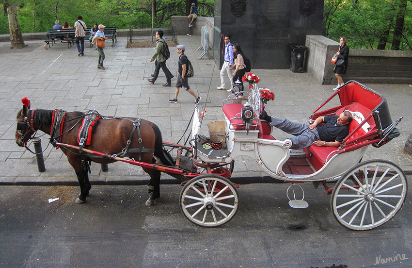 New York Stadtimpressionen - Am Central Park
Zwischen vorbeirauschenden Autos und Bussen und neben Wolkenkratzern aus Glas und Stahl warten die Kutscher jeden Tag am Südeingang des Central Parks auf Kundschaft. Für viele Touristen gehört eine Kutschfahrt durch den Park zum New York-Besuch wie das Empire State Building oder die Freiheitsstatue.
laut t-online.de
Schlüsselwörter: Amerika, New York, Pferdekutschen, Central Park