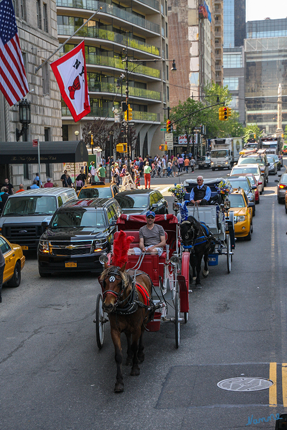 New York Stadtimpressionen - Am Central Park
Zwischen vorbeirauschenden Autos und Bussen und neben Wolkenkratzern aus Glas und Stahl warten die Kutscher jeden Tag am Südeingang des Central Parks auf Kundschaft. Für viele Touristen gehört eine Kutschfahrt durch den Park zum New York-Besuch wie das Empire State Building oder die Freiheitsstatue.
laut t-online.de
Schlüsselwörter: Amerika, New York, Pferdekutschen, Central Park