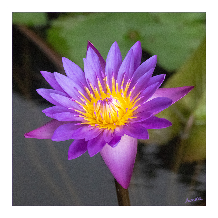 Seerose in Lila
Die Seerosen (Nymphaea) sind eine Pflanzengattung in der Familie der Seerosengewächse (Nymphaeaceae). Die weltweit verbreitete Gattung umfasst etwa fünfzig Arten. laut Wikipedia
Schlüsselwörter: Seerose,