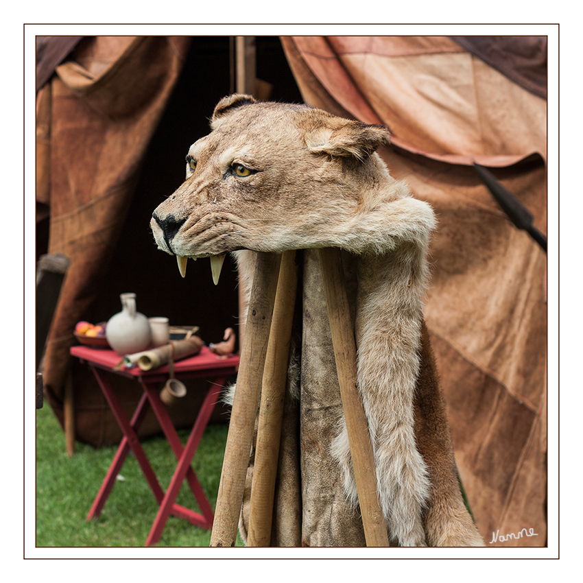 Römerfest - Löwenfell
Es sollte wohl die dem Raubtier innewohnende Wildheit und Kampfkraft auf die Einheit übertragen.
Dieses Fell soll vor Jahren legal erworben worden sein. Heute ist dies nicht mehr so möglich.
Schlüsselwörter: Römerfest Xanten Schwerter Brot und Spiele Löwenfell