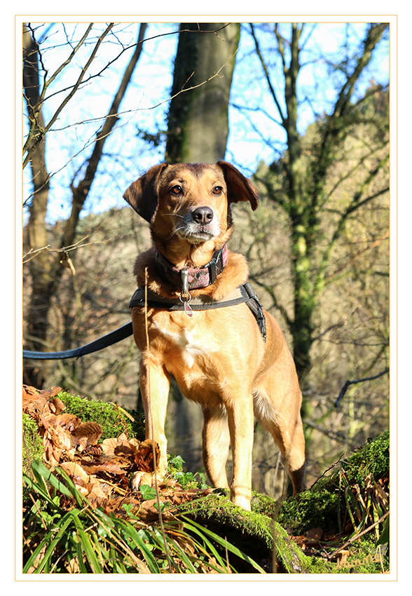 Ausblick
Schlüsselwörter: Hund