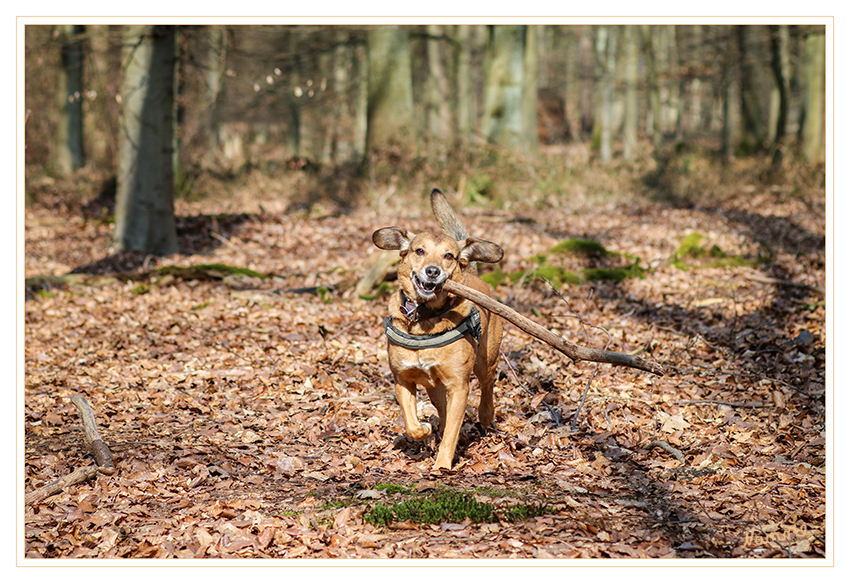 Ein Beuteträger
und kein Ringträger.........
Schlüsselwörter: Hund